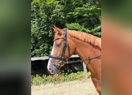 Rheinländer, Giumenta, 3 Anni, 167 cm, Sauro