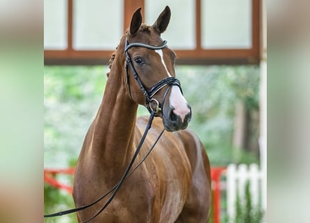 Rheinländer, Giumenta, 4 Anni, 170 cm, Sauro