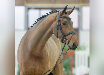 Rheinländer, Giumenta, 4 Anni, Baio