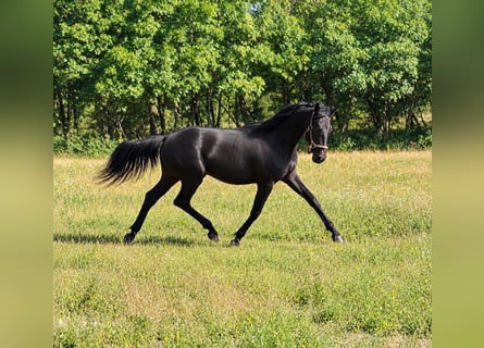 Rheinländer, Hengst, 1 Jahr, Schimmel