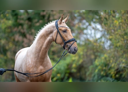 Rheinländer, Hengst, 2 Jahre, 167 cm, Palomino