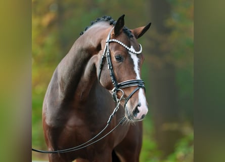 Rheinländer, Hengst, 2 Jahre, Brauner