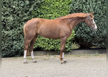 Rheinländer, Stute, 10 Jahre, 168 cm, Fuchs