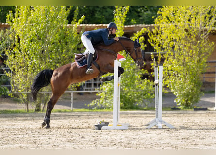 Rheinländer, Stute, 11 Jahre, 172 cm, Brauner