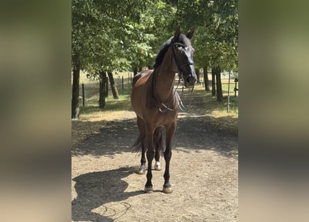 Rheinländer, Stute, 12 Jahre, 174 cm, Rappe