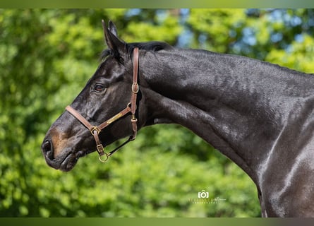 Rheinländer, Stute, 13 Jahre, 165 cm, Schwarzbrauner
