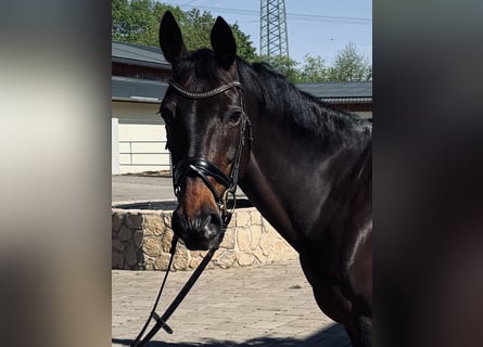 Rheinländer, Stute, 13 Jahre, 170 cm, Dunkelbrauner