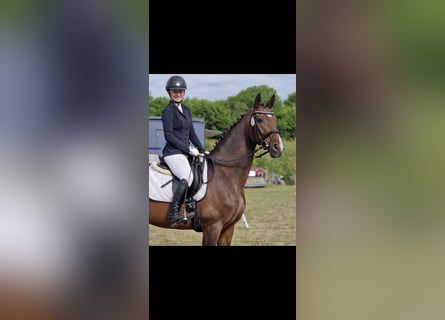 Rheinländer, Stute, 13 Jahre, 175 cm
