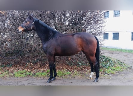 Rheinländer, Stute, 14 Jahre, 165 cm, Dunkelbrauner