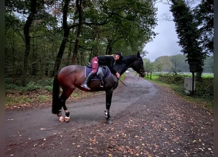 Rheinländer, Stute, 15 Jahre, 166 cm, Brauner