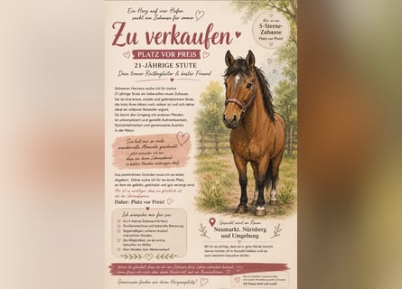 Rheinländer, Stute, 21 Jahre, 173 cm, Brauner