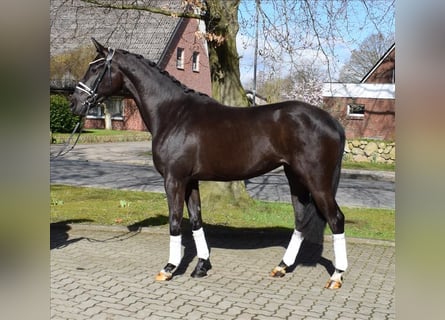 Rheinländer, Stute, 3 Jahre, 166 cm, Rappe
