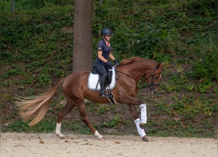 Rheinländer, Stute, 3 Jahre, 167 cm, Fuchs