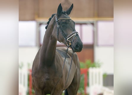 Rheinländer, Stute, 3 Jahre, Schwarzbrauner