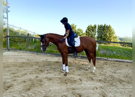 Rheinländer, Stute, 4 Jahre, 167 cm, Fuchs