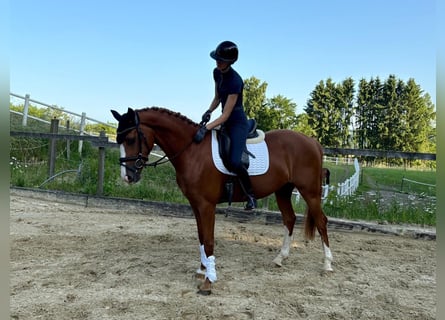 Rheinländer, Stute, 4 Jahre, 167 cm, Fuchs