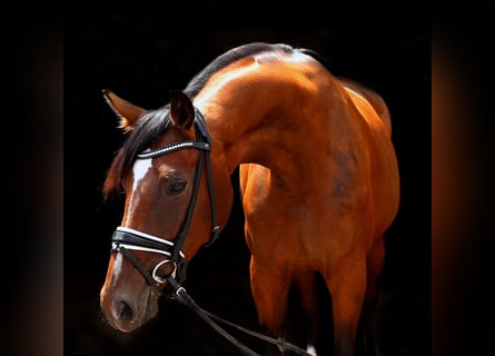 Rheinländer, Stute, 4 Jahre, 169 cm, Dunkelbrauner
