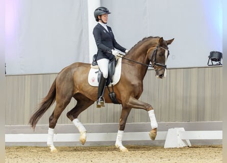 Rheinländer, Stute, 4 Jahre, Fuchs