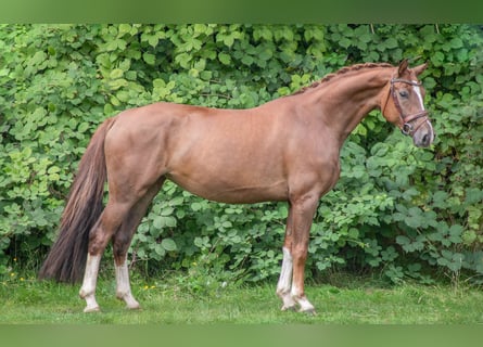 Rheinländer, Stute, 5 Jahre, 156 cm, Fuchs