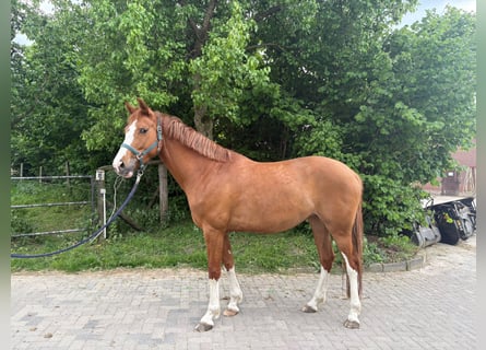 Rheinländer, Stute, 5 Jahre, Fuchs