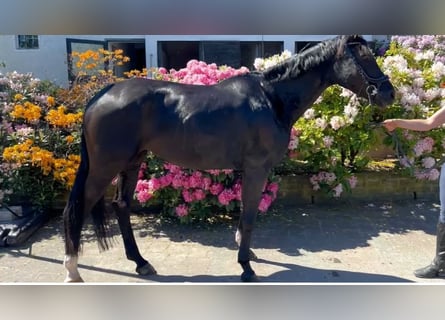 Rheinländer, Stute, 6 Jahre, 167 cm, Schwarzbrauner