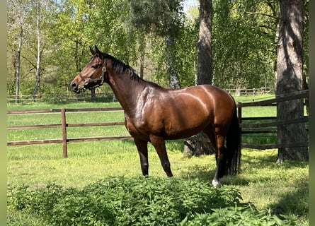 Rheinländer, Stute, 6 Jahre, 170 cm, Brauner