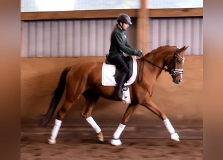 Rheinländer, Stute, 7 Jahre, 167 cm, Fuchs
