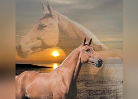 Rheinländer, Stute, 8 Jahre, 164 cm, Palomino