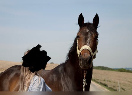 Rheinländer, Stute, 8 Jahre, 165 cm, Dunkelbrauner