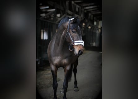 Rheinländer, Stute, 8 Jahre, 167 cm, Brauner