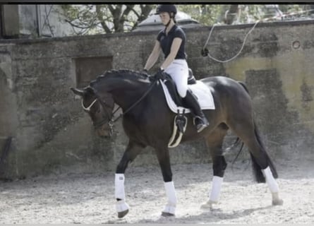 Rheinländer, Stute, 9 Jahre, 169 cm