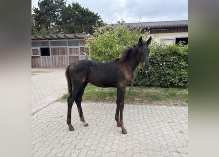 Rheinländer, Stute, Fohlen (05/2026), Schwarzbrauner