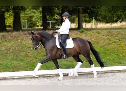 Rheinländer, Wallach, 10 Jahre, 168 cm, Dunkelbrauner