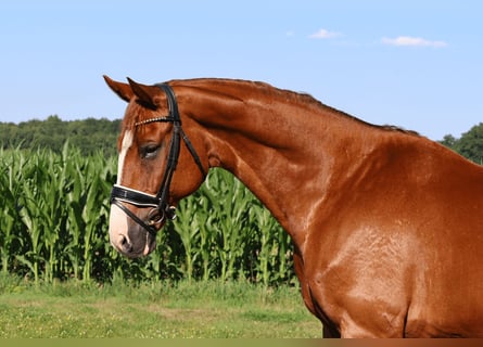 Rheinländer, Wallach, 10 Jahre, 169 cm, Fuchs