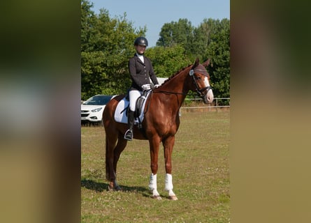 Rheinländer, Wallach, 10 Jahre, 169 cm, Fuchs