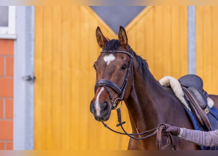 Rheinländer, Wallach, 10 Jahre, 172 cm