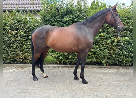 Rheinländer, Wallach, 11 Jahre, 170 cm, Brauner
