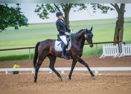 Rheinländer, Wallach, 11 Jahre, 170 cm