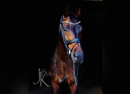 Rheinländer, Wallach, 13 Jahre, 160 cm, Schwarzbrauner