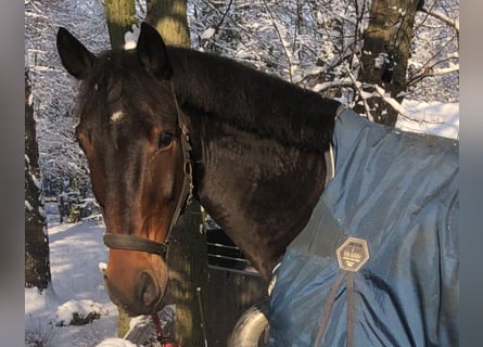 Rheinländer, Wallach, 13 Jahre, 170 cm, Dunkelbrauner