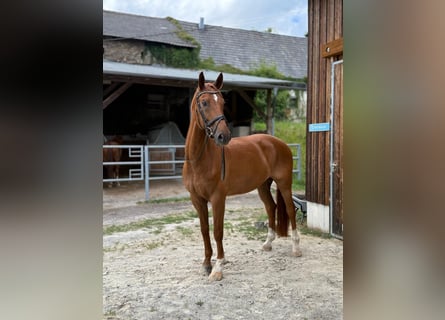 Rheinländer, Wallach, 14 Jahre, 172 cm, Fuchs