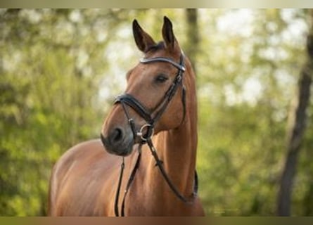 Rheinländer, Wallach, 14 Jahre, 175 cm, Brauner
