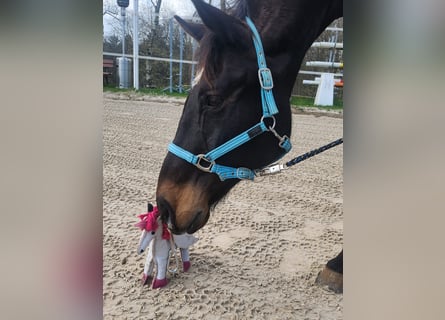 Rheinländer, Wallach, 15 Jahre, 169 cm, Dunkelbrauner