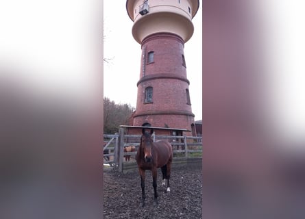 Rheinländer, Wallach, 16 Jahre, 166 cm, Dunkelbrauner
