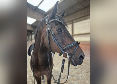 Rheinländer, Wallach, 21 Jahre, 168 cm, Dunkelbrauner