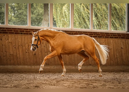 Rheinländer, Wallach, 3 Jahre, 156 cm, Palomino
