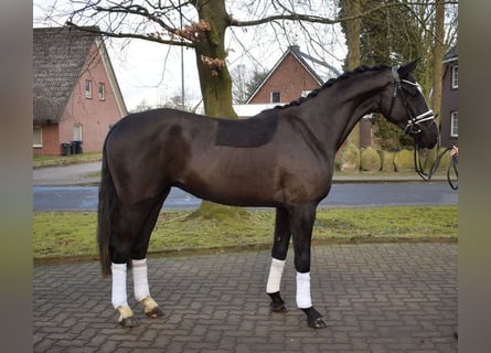 Rheinländer, Wallach, 3 Jahre, 165 cm, Rappe