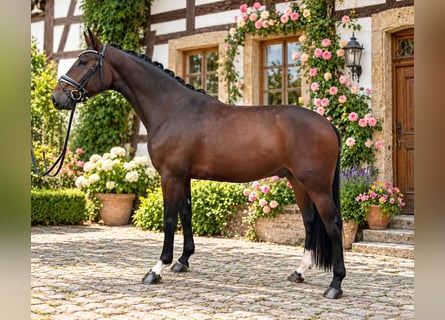 Rheinländer, Wallach, 3 Jahre, 167 cm, Brauner