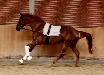 Rheinländer, Wallach, 3 Jahre, 167 cm, Dunkelfuchs