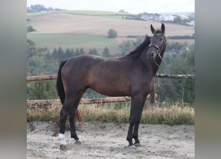 Rheinländer, Wallach, 3 Jahre, 170 cm, Dunkelbrauner